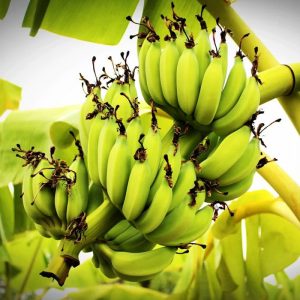 Bananas (Nendran, Robusta, etc.)