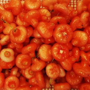 Chambakya (Rose Apple, Thailand variety)
