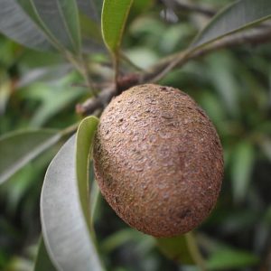 Chikoo (Sapota)