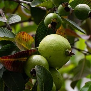 Guava