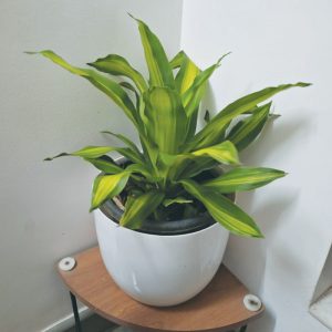 Masengeena