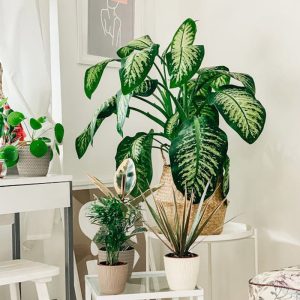 Ornamental Plants