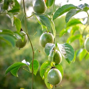 Passion Fruit