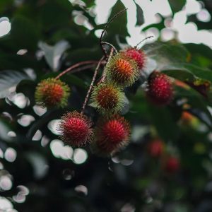 Rambutan (N18, Red and Yellow)