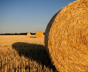 farm-stories-1