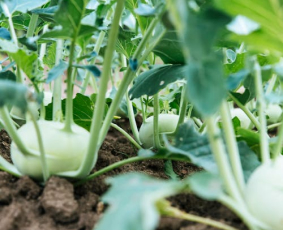 farm-stories-2