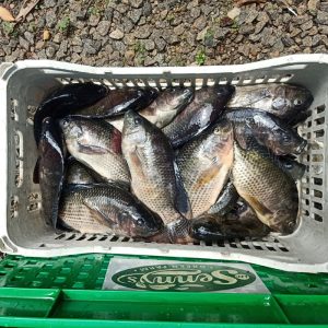 Fish (from Farm Ponds or Water Bodies)
