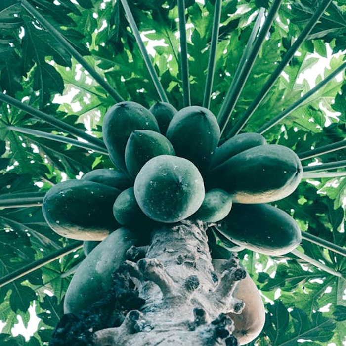 Papayas