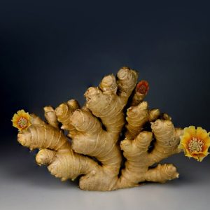 Ginger